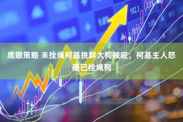 鹰眼策略 未拴绳柯基挑衅大狗被咬，柯基主人怒砸已栓绳狗